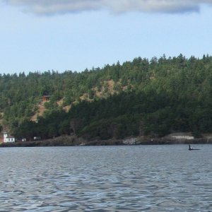 We spotted ORCA whales off of San Juan Island (Picture was taken from over 300 yards away)