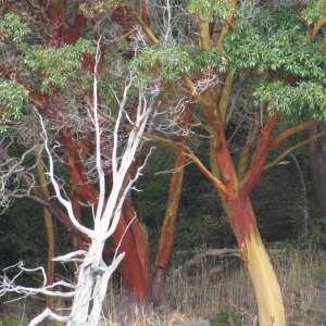 Media 'Interesting Trees on Orcas Island' in album 'We spotted ORCA whales off of San Juan Island (Picture was taken from over 300 yards away)'
