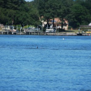 Media 'Lone dolphin seen across a sandbar in Broad Bay, Virginia Beach, from the channel.' in album 'Lone dolphin seen across a sandbar in Broad Bay, Virginia Beach, from the channel.'