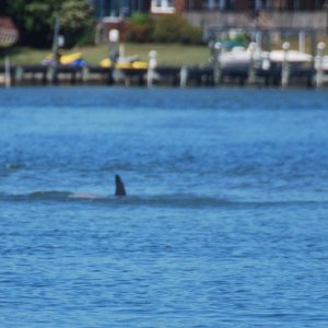 Media 'First dolphin seen since a pod of 7 left approx 2004-5' in album 'Lone dolphin seen across a sandbar in Broad Bay, Virginia Beach, from the channel.'