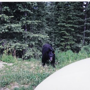 (Hunkydory) bear on Cassiar Highway