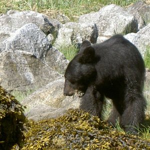 (Hunkydory) Fords Terror-bear eating sea weed