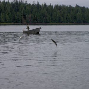 (Hunkydory) Whale Passage-2 fish jumping