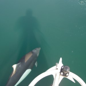 (Hunkydory) Dull porpoise off the bow