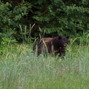 (Hunkydory) Bubba bear on salt water lake