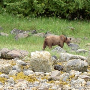 (Hunkydory) small grizzly south side inlet Shelter Cove