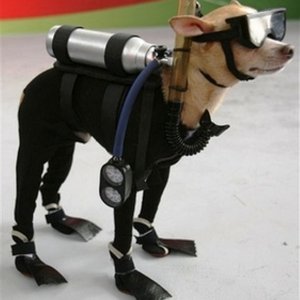 Media 'Dive Buddy' in album 'IMG 1230'