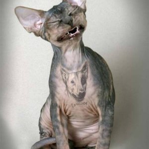 Media 'NewCat' in album 'IMG 1230'