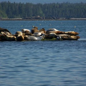 Just a few of the seals sunning themselves after taking all of the bait from the lobster pots.