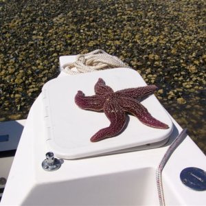 Maine has some very small starfish as a result of the cold water.
