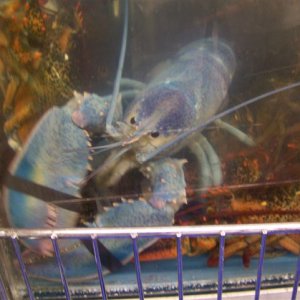 Media 'The water is so cold in some places that the lobsters turn blue! Blue ones are one-in-2million! The price is a little higher than we paid previously.' in album 'Southwest Harbor Lobster Feed'