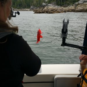 The brightest fish I have seen up here.  We caught many Lings, rockfish, and ate very well on this trip.