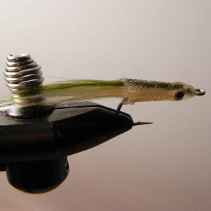 Baitfish