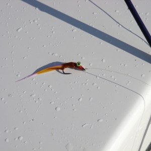 Media 'Coho fly' in album 'January fly box'