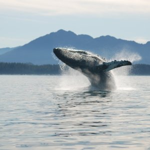 Momma Whale