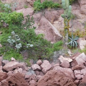 I love how the cactus grows right down to the waterline here.