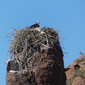 An Osprey in her nest atop a rock spire.