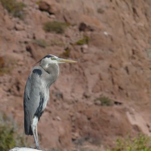 Great Blue heron, el Cardonal.