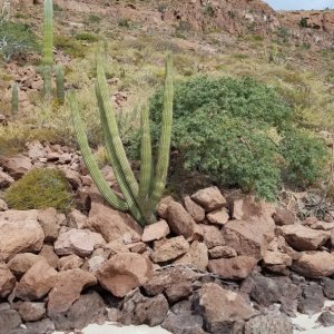 More cactus on the beach Calita Partida.