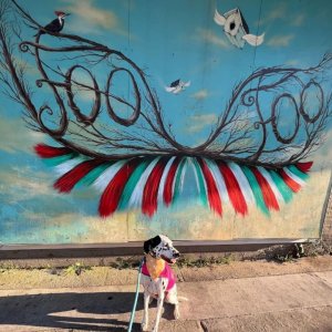 Joplin1