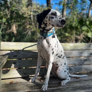 Media 'Joplin7' in album 'My girl Joplin (2 yo Dalmatian) on her first boat ride!'