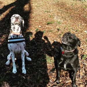 Dogs5
