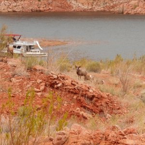 BIGHORN SHEEP in the foreground, with E Z DUZIT in the background.  First week we spent with the family and a houseboat out of Wahweep.  We then trailered to Hall's and launched for a second week.