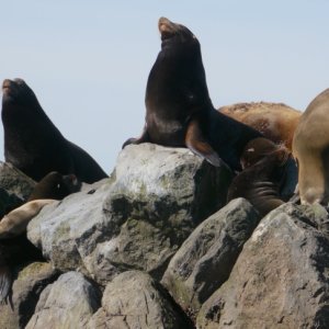 Media 'SeaLions at Steveston Jetty' in album 'SeaLions at Steveston Jetty'