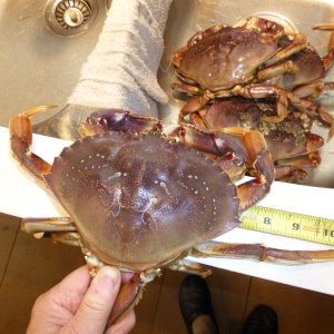 Media 'Gotta love crab !!!!' in album 'SeaLions at Steveston Jetty'