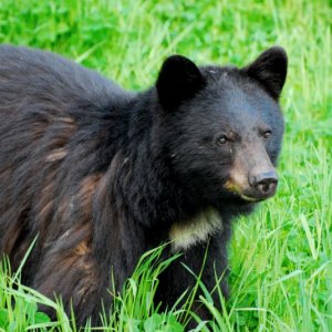 Same bear