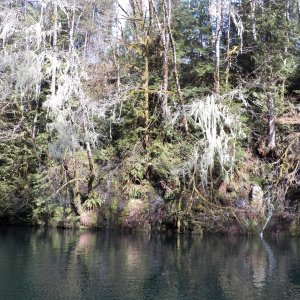 Media 'The photos don't do justice to the amount of Methuselah's beard and Witch's hair moss hanging in the trees.' in album 'Lake Kokanee boat launch right next to the dam and power house'