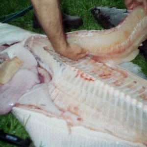 Media 'Filleting out the 103#er 
Found 2 octapus legs in the stomach, & some pieces of wood - Go figure.' in album 'C-Lou with 150 lbs. of halibut.'