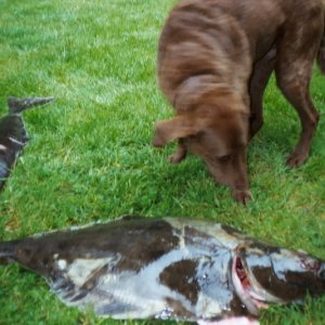Ginger messin with Port Angeles halibut