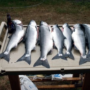 A Good Day's Catch