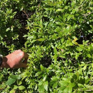 Blueberries are ripe - Jul 20
