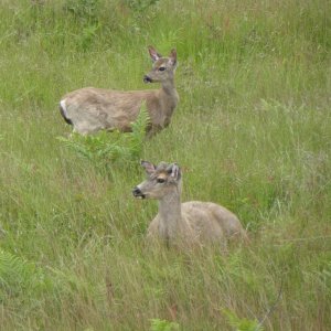 Lots of deer on the island as well
