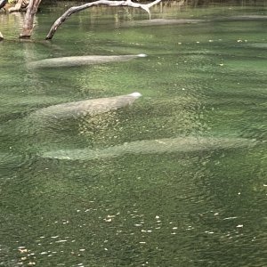 Blue Springs