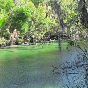 clear beauty-Blue Springs