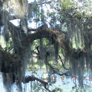 spanish moss