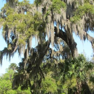 Old time Florida