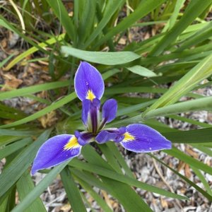 Wildflower