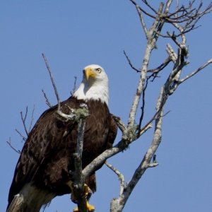 Mature Bald Eagle
