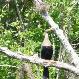 cormorant
