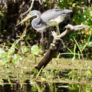 Great Blue heron