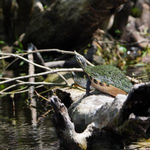 Turtle time