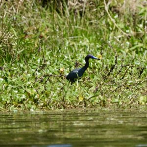 Little Blue Heron