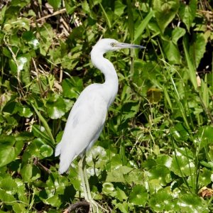 great White Heron