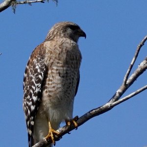 Media 'Hawk (red shoulder?)' in album 'DeLand,FL'