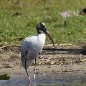 wood stork