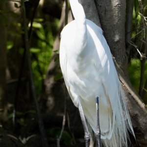 Snowy Egret